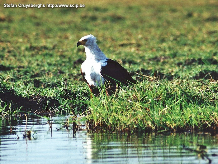 Chobe - Visarend Tijdens een boottocht op de Chobe rivier zien we vele vogels waaronder deze schitterende visarend. Stefan Cruysberghs